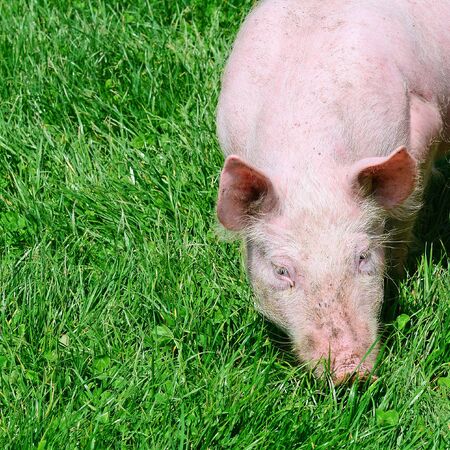 Small pig on a green grassの写真素材