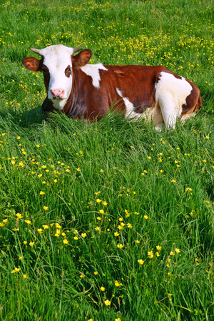The calf on a summer pastureの写真素材