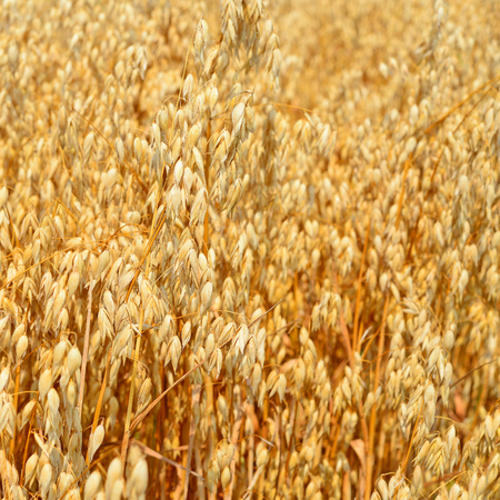 Stalks of oats