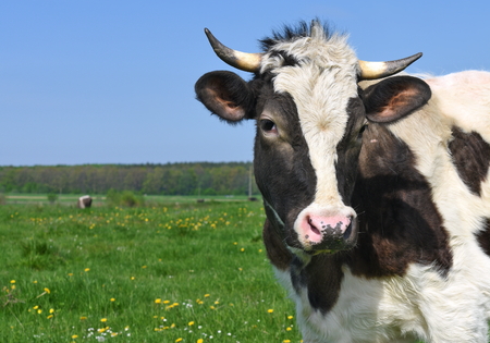 Cows on a summer pastureの写真素材
