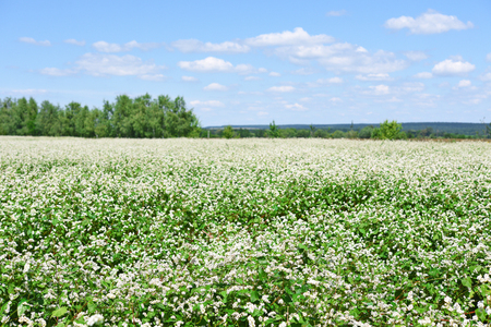 Field of buckwheatの写真素材