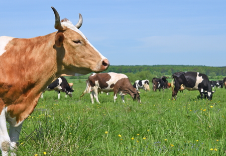 Cows on a summer pasture