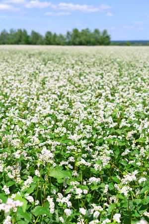 Field of buckwheatの写真素材