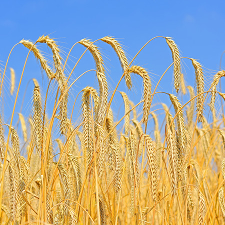 Grain fieldの写真素材