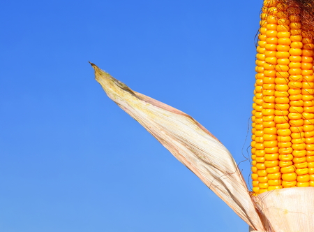 Ripe corn