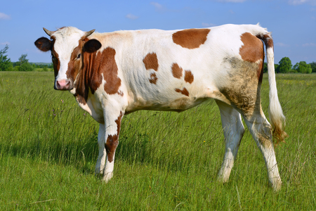 The calf on a summer pastureの写真素材