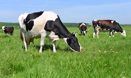Cows on a summer pastureの写真素材