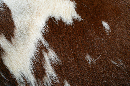Fragment of a skin of a cowの写真素材