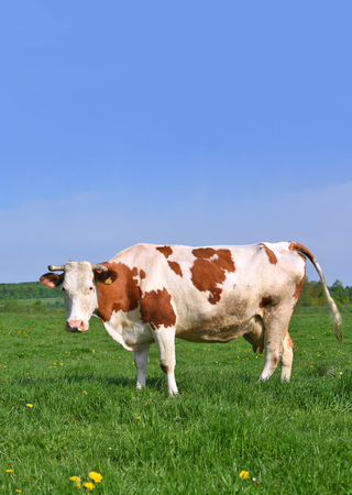 Cow on a summer pastureの写真素材