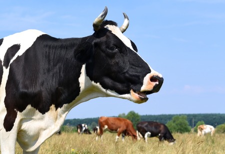 Head of a cow against the skyの写真素材