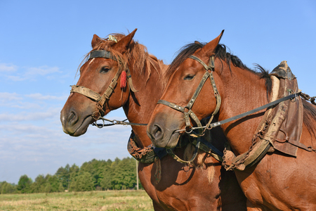 A horses on a spring field during field works.の写真素材