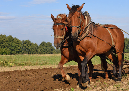 A horses on a spring field during field works.の写真素材