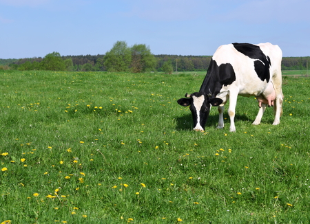 Cow on a summer pastureの写真素材