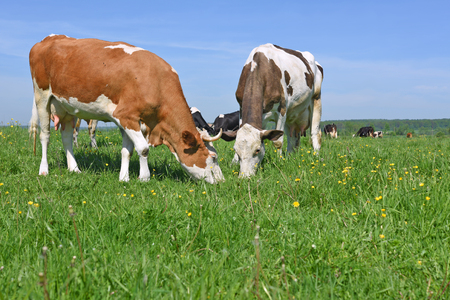 Cows on a summer pastureの写真素材