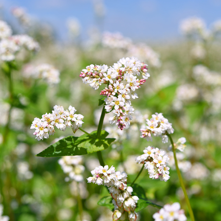 Field of buckwheatの写真素材