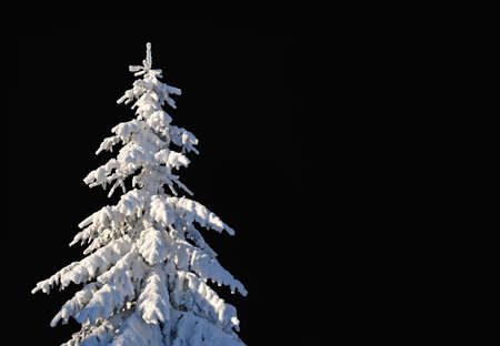 Fir under snow against the night skyの写真素材