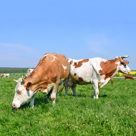Cows on a summer pastureの写真素材