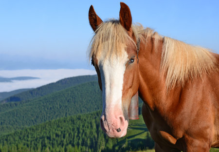 Head of a horse against mountains.の写真素材