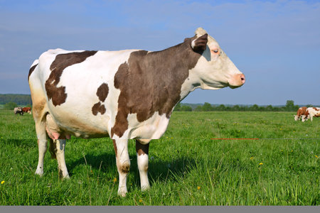 Cow on a summer pastureの写真素材