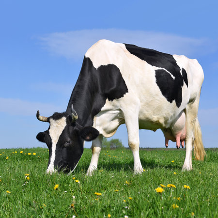 Cow on a summer pastureの写真素材