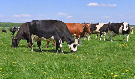 Cows on a summer pastureの写真素材