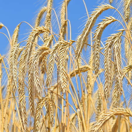 Grain field in the rural landscapeの写真素材