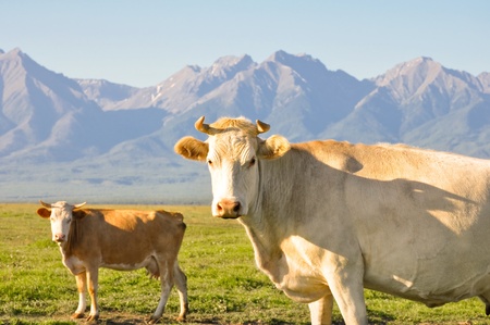 The Cows on background of the mountains.の写真素材