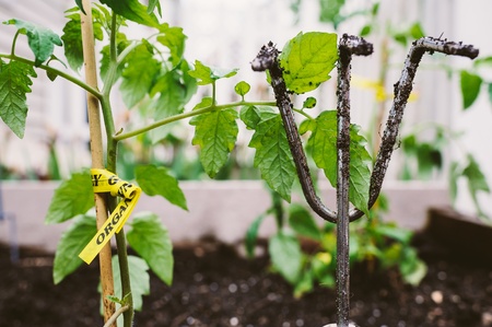 Closeup of recently planted organic tomato plant, in an urban garden bed along with a dirty...