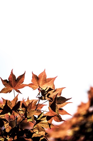 Vibrant Japanese Maple Leaves Against a White Sky
