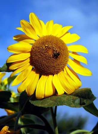 Queen Bee and Sunflowerの写真素材