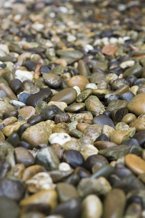 Colored stones, wet from the rain - decoration in the gardenの写真素材