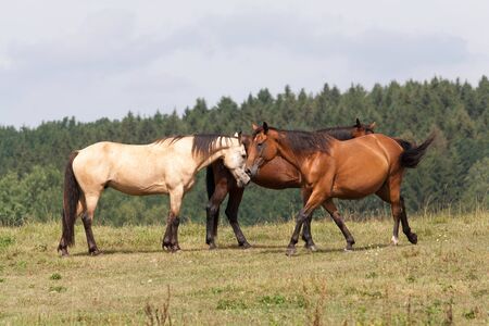 Horsesの写真素材