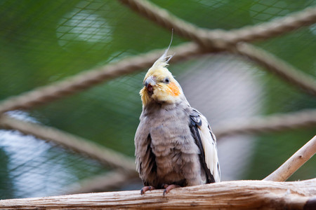 Cockatielの写真素材