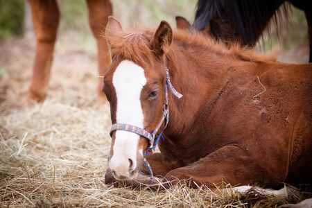 Quarter Horseの写真素材