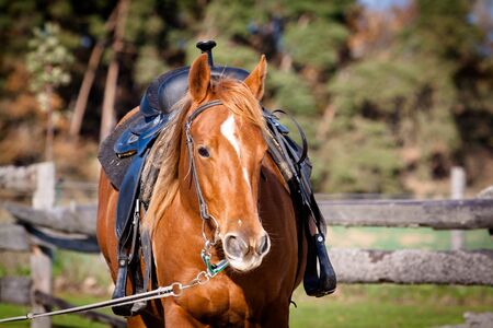 Quarter Horseの写真素材