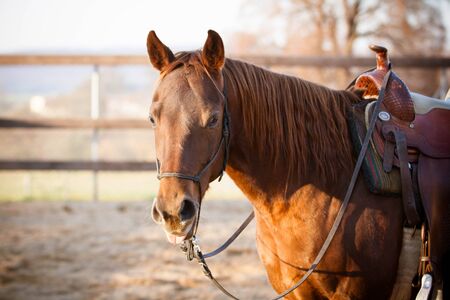 Quarter Horseの写真素材