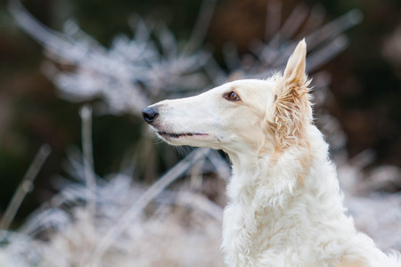Borzoiの写真素材