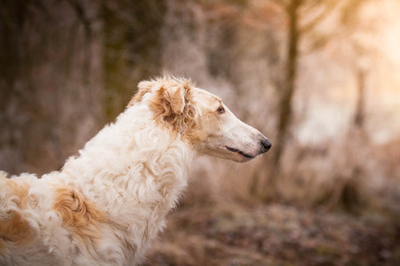 Borzoiの写真素材