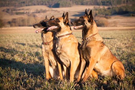 Belgian Shepherdの写真素材