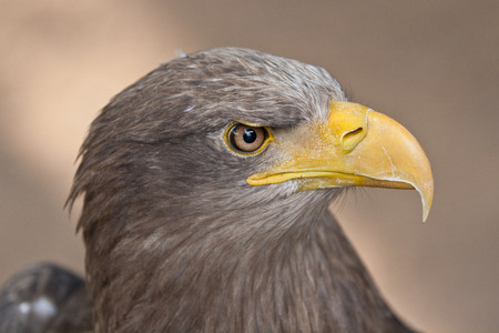Sea Eagle