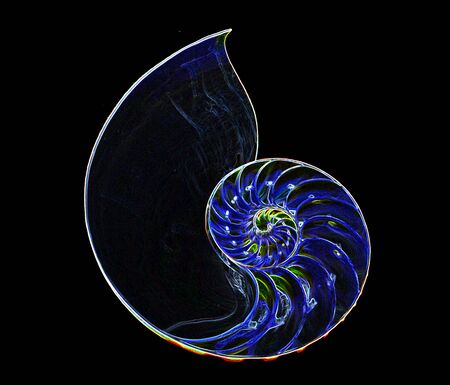 Color outline of half Nautilus 3の写真素材