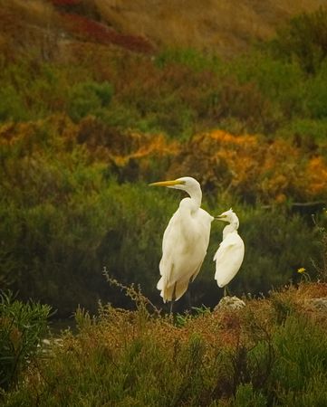 Egrets Lookingの写真素材