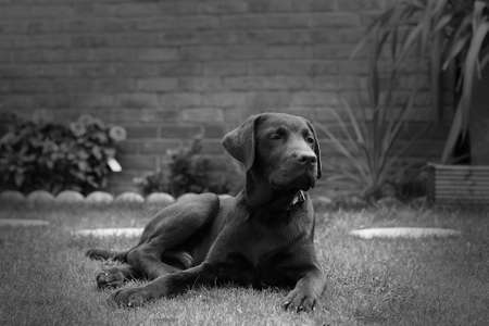 Cute chocolate brown labrador puppyの写真素材