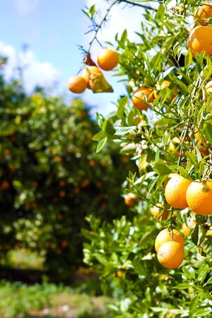 orange orchardの写真素材