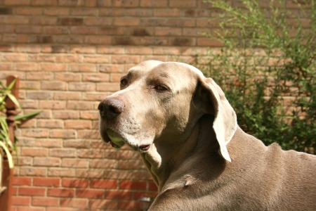 old Weimaraner dog in a british gardenの写真素材