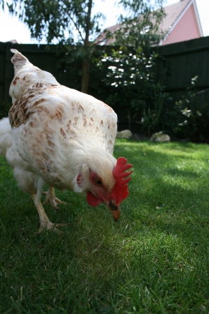 Sussex white hybrid hen in a british gardenの写真素材