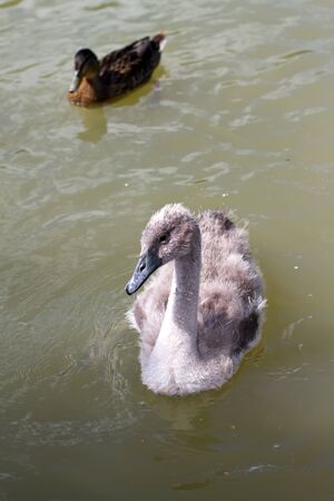 A young sygnet in a small lake in englandの写真素材