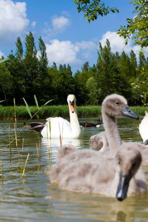 A bright swan with her cygnets in towの写真素材