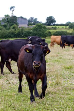 English cow grazing in the countrysideの写真素材