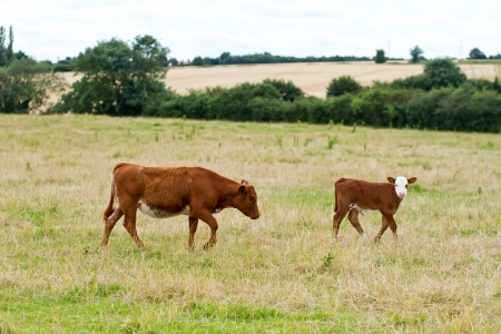 English cow grazing in the countryside